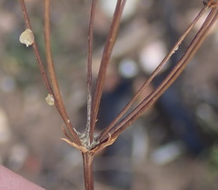 Lichtensteinia interrupta