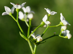 Galium elongatum