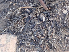 Lichtensteinia interrupta