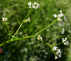 Galium elongatum