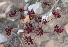 Lichtensteinia interrupta