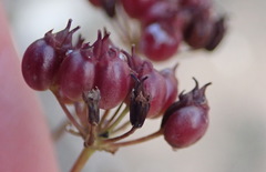 Lichtensteinia interrupta