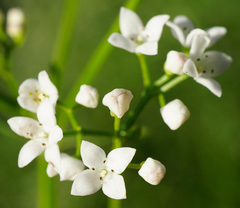 Galium elongatum