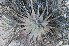 Hechtia pringlei