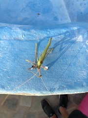 Acrometopa macropoda