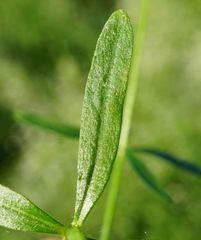 Galium elongatum