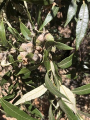 Quercus hypoleucoides