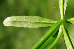 Galium elongatum