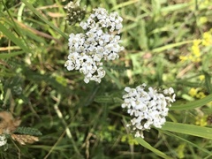 Achillea millefolium