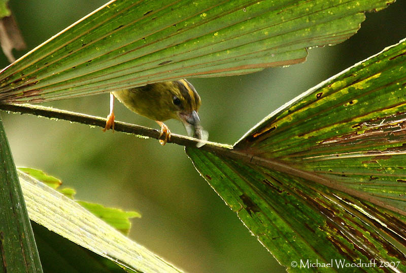 Choco Warbler