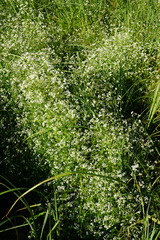 Galium elongatum