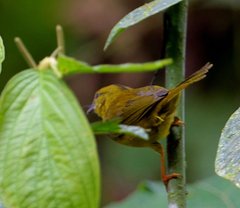 Myiothlypis chlorophrys