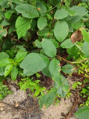 Ototropis multiflora