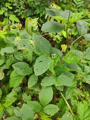 Ototropis multiflora