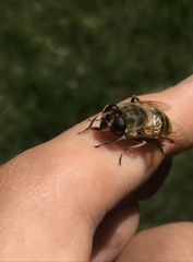 Eristalis tenax
