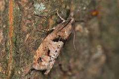 Epinotia brunnichana