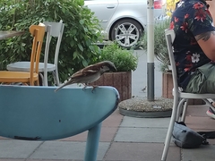 Passer domesticus