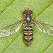 Calligrapher Flies - Photo (c) John Klymko, some rights reserved (CC BY-NC), uploaded by John Klymko