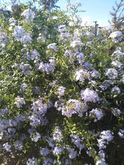Plumbago auriculata