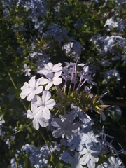 Plumbago auriculata