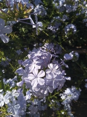 Plumbago auriculata