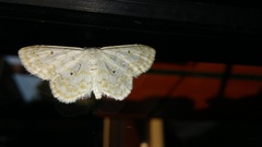 Idaea obfusaria