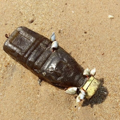 Lepadidae