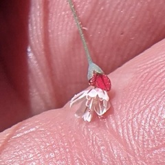 Eriogonum apiculatum