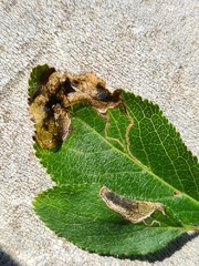 Stigmella plagicolella