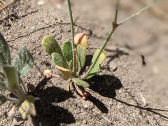 Eriogonum apiculatum
