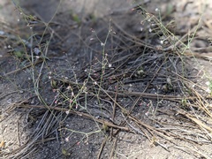 Eriogonum apiculatum