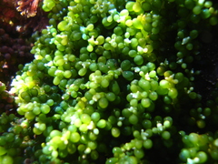 Caulerpa geminata
