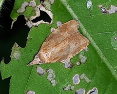 Cenopis diluticostana