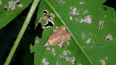 Cenopis diluticostana