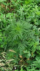 Ambrosia artemisiifolia