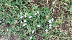 Convolvulus arvensis