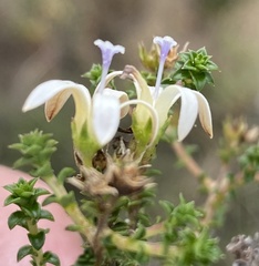 Wahlenbergia neorigida