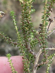 Wahlenbergia neorigida
