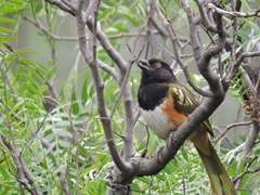 Pipilo maculatus macronyx