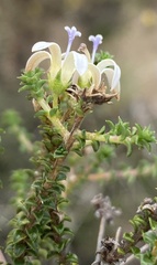 Wahlenbergia neorigida