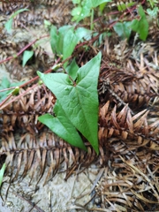 Persicaria senticosa