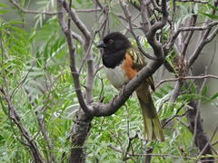 Pipilo maculatus macronyx