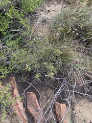 Wahlenbergia neorigida