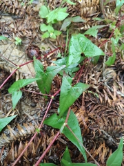 Persicaria senticosa