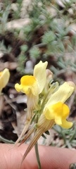 Linaria polygalifolia