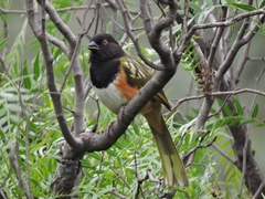 Pipilo maculatus macronyx