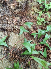 Persicaria senticosa