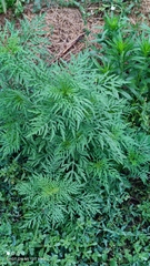 Ambrosia artemisiifolia