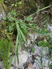 Hieracium bupleuroides