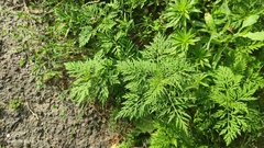 Ambrosia artemisiifolia